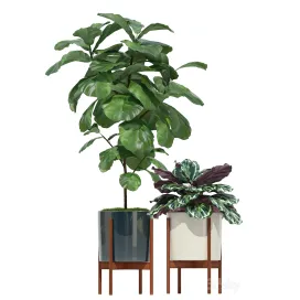 Plants collection modernica pots
